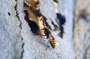 hoornaar (vespa crabo) 10-2024 0931